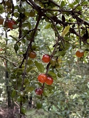 Coprosma quadrifida