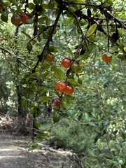Coprosma quadrifida