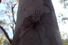 Tragocerus lepidopterus