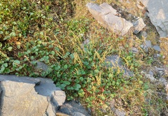 Oxyria digyna