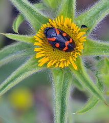 Cercopis intermedia
