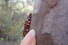 Tragocerus lepidopterus