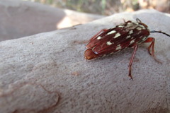 Tragocerus lepidopterus