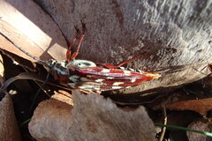 Tragocerus lepidopterus