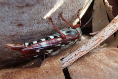 Tragocerus lepidopterus