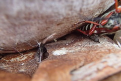 Tragocerus lepidopterus