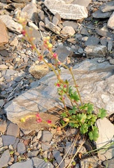Saxifraga cernua