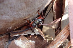 Tragocerus lepidopterus