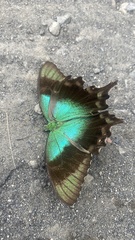 Papilio peranthus