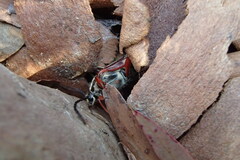 Tragocerus lepidopterus