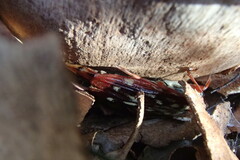 Tragocerus lepidopterus