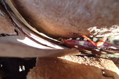 Tragocerus lepidopterus