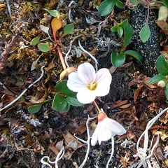 Claytonia