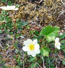 Dryas octopetala