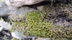 Porella platyphylla