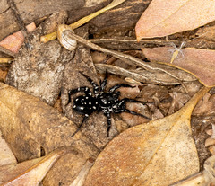 Nyssus albopunctatus