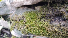 Porella platyphylla