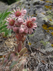 Sempervivum marmoreum