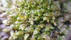 Porella platyphylla