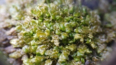 Porella platyphylla
