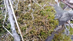 Porella platyphylla