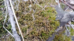 Porella platyphylla