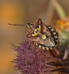 Codophila varia