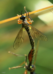 Dioctria rufipes