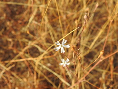 Silene portensis