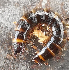 Stenagostus rhombeus