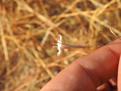 Silene portensis