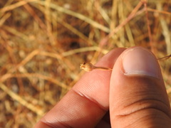 Silene portensis