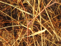 Silene portensis