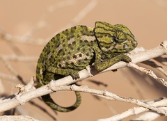 Chamaeleo chamaeleon chamaeleon