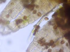 Ulota crispula