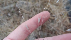 Bromus japonicus