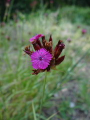 Dianthus