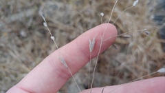 Bromus japonicus