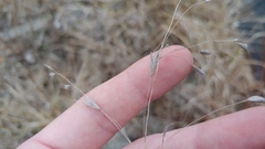 Bromus japonicus