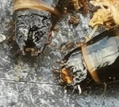 Stenagostus rhombeus