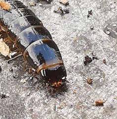 Stenagostus rhombeus