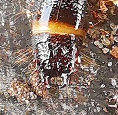 Stenagostus rhombeus