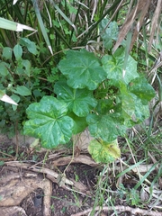 Malva arborea