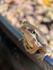 Litoria adelaidensis