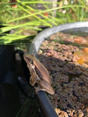 Litoria adelaidensis