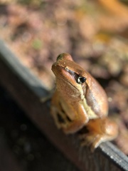 Litoria adelaidensis