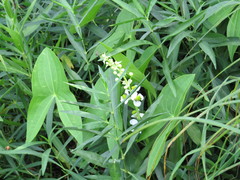 Sagittaria brevirostra