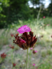 Dianthus