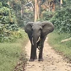 Loxodonta cyclotis