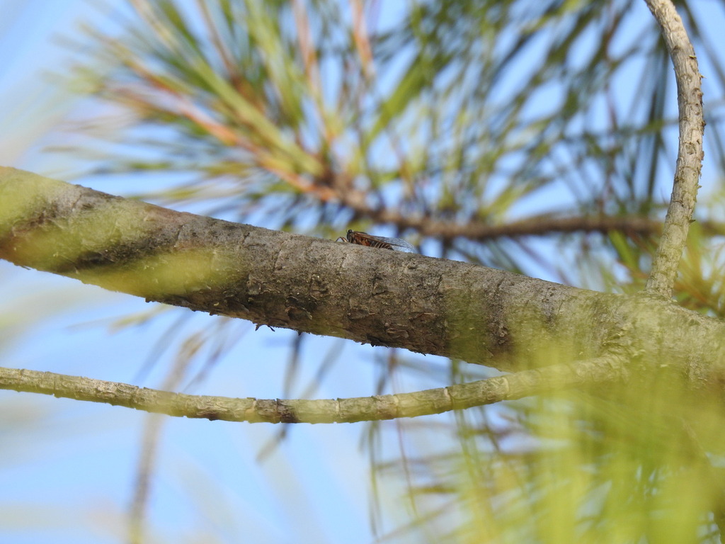 Tettigettalna mariae